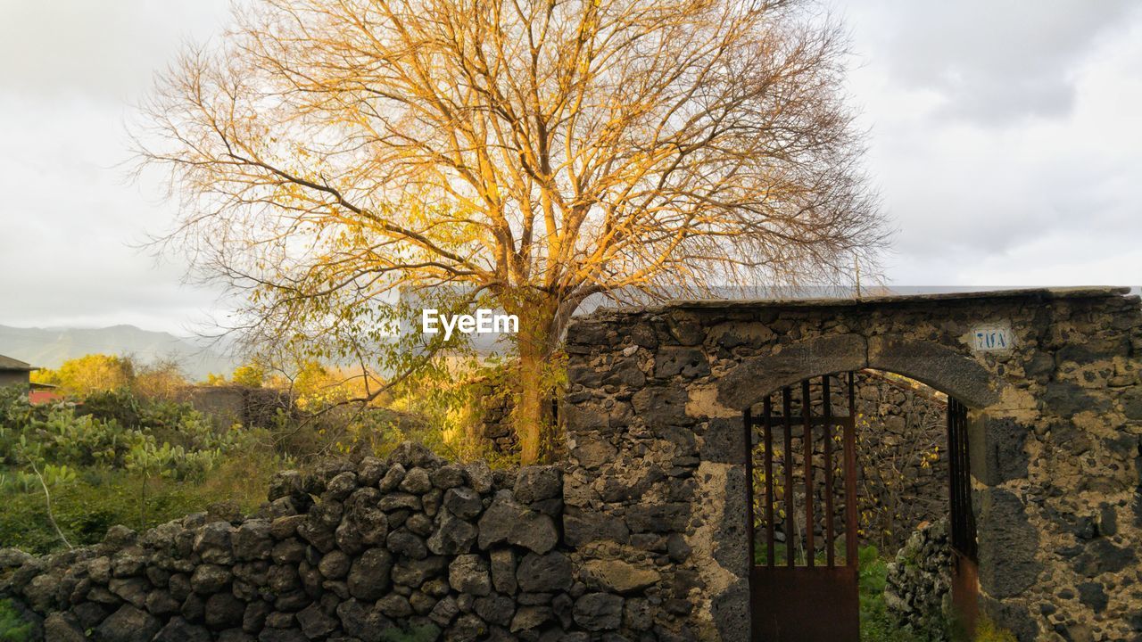 TREE AGAINST BUILDING