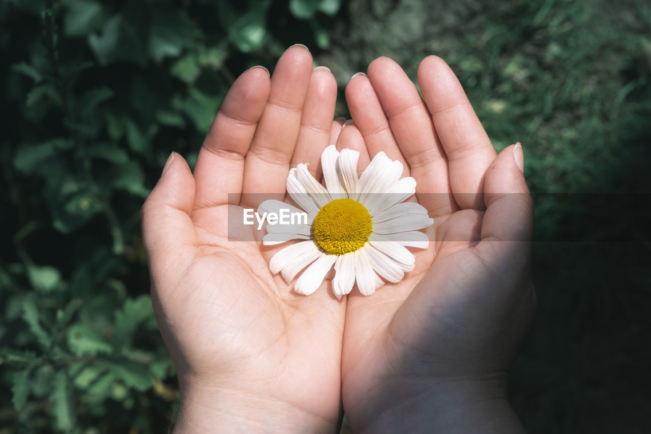 Close-up of hands holding flower