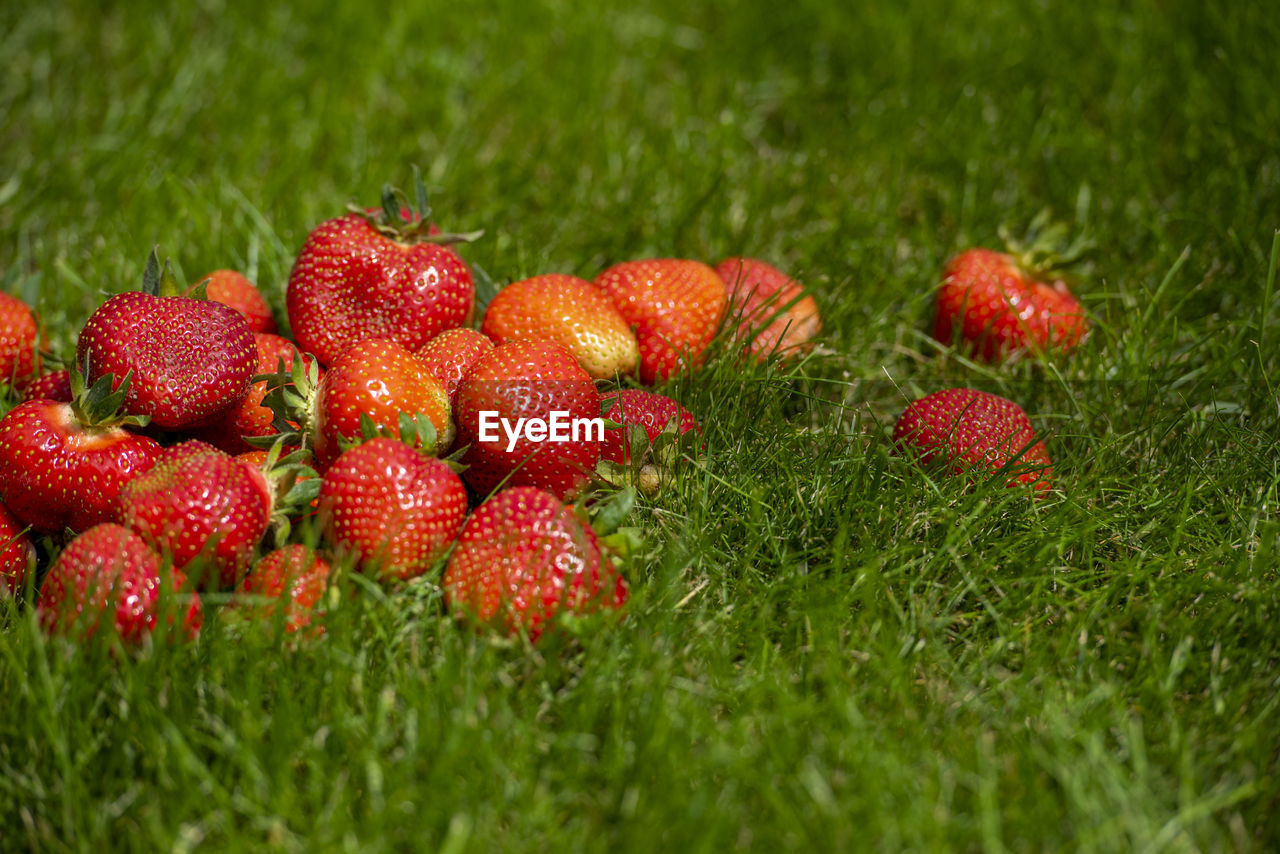 strawberry, food, food and drink, plant, fruit, red, healthy eating, freshness, grass, produce, berry, no people, wellbeing, nature, field, green, close-up, growth, land, flower, day, agriculture, selective focus, outdoors, berries, macro photography, strawberry tree, lawn, ripe