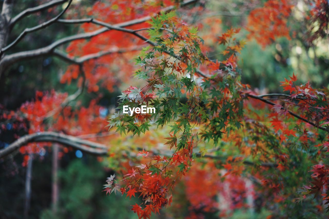 Maple tree during autumn