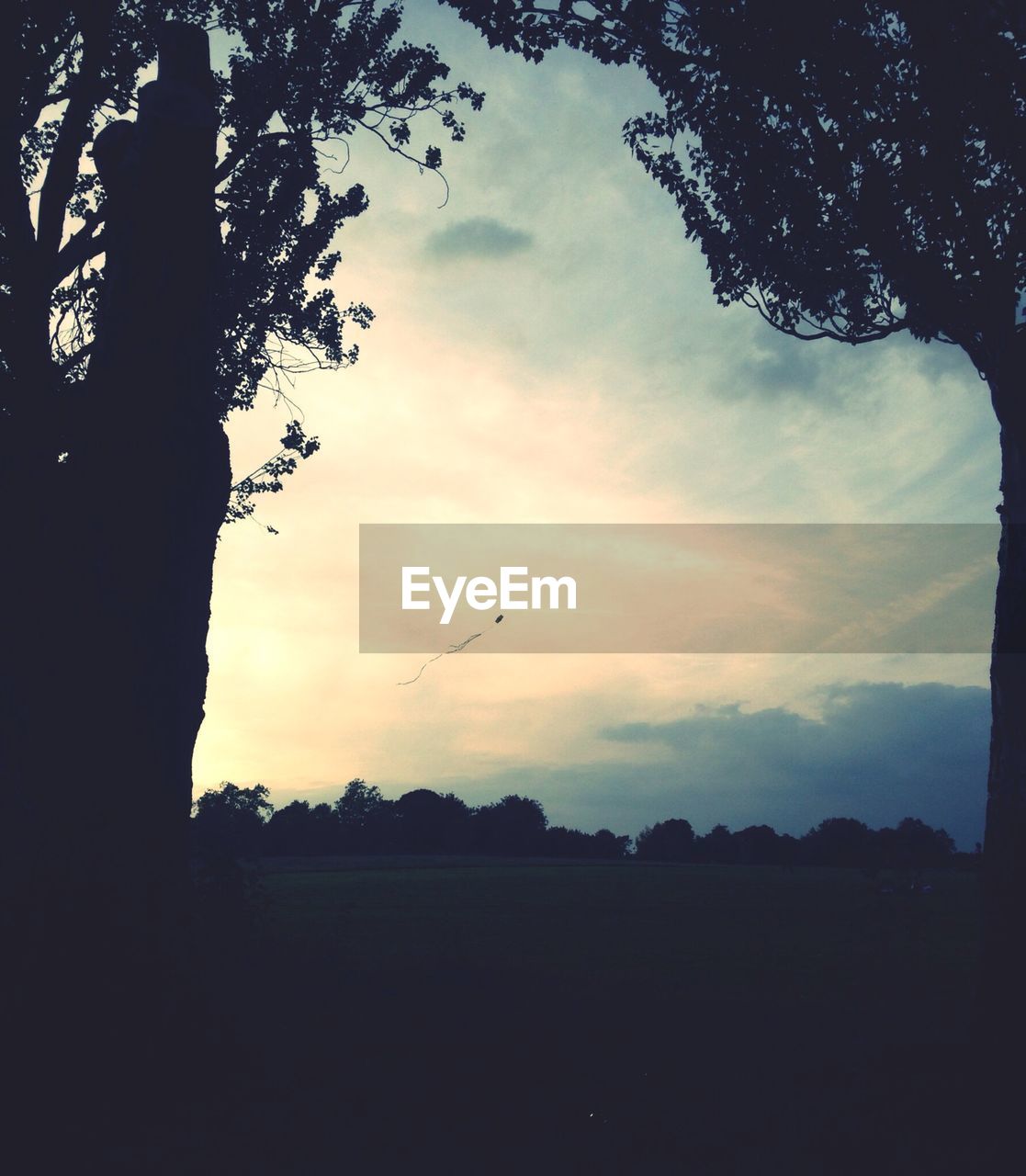 Low angle view of trees against sky