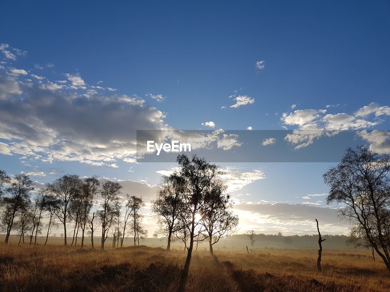 Trees against sky during sunset