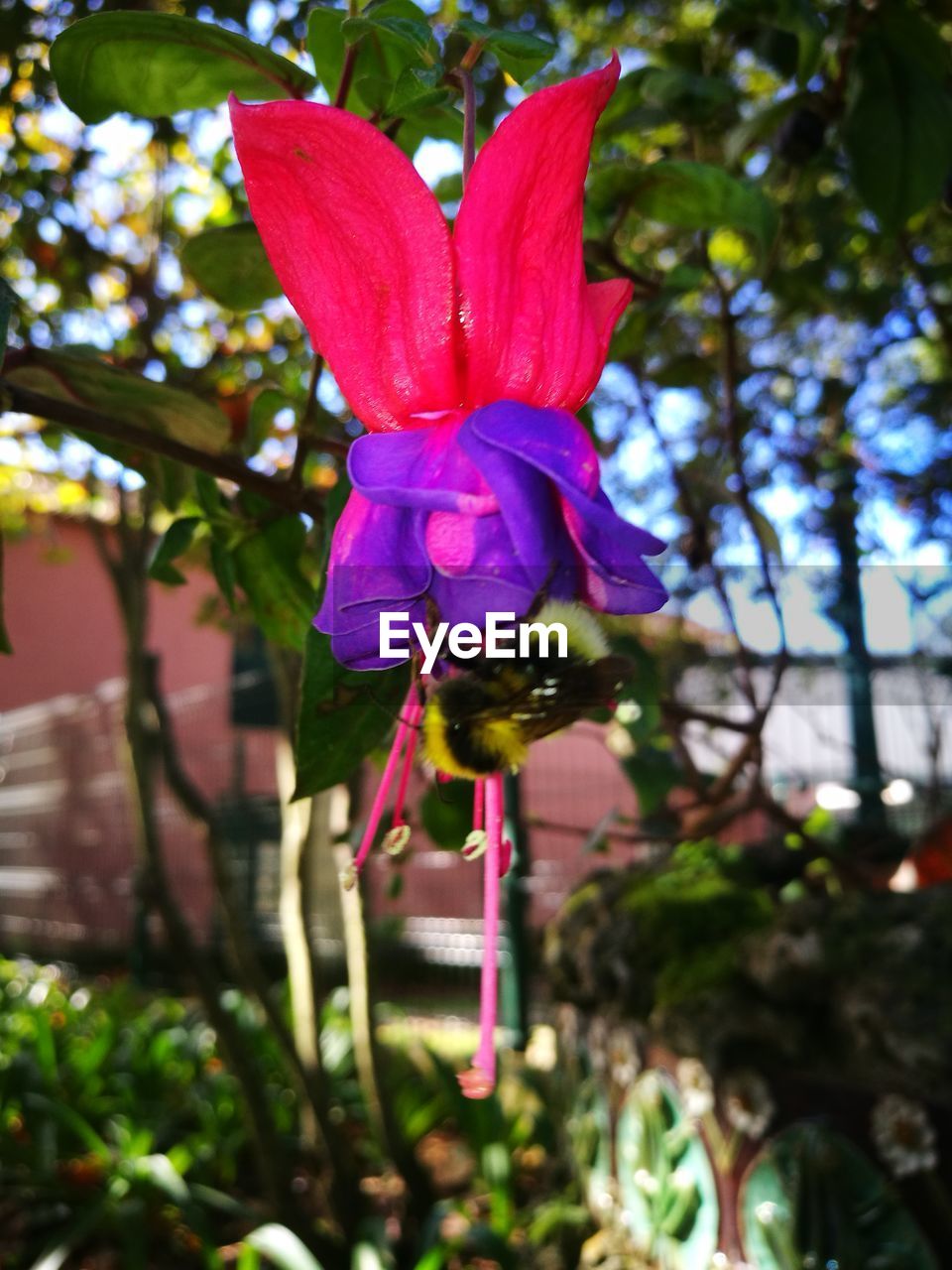 CLOSE-UP OF FLOWER