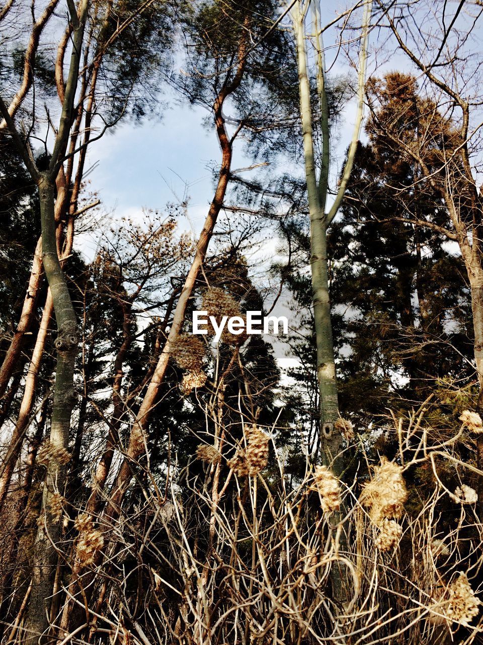 Low angle view of dry plants and trees