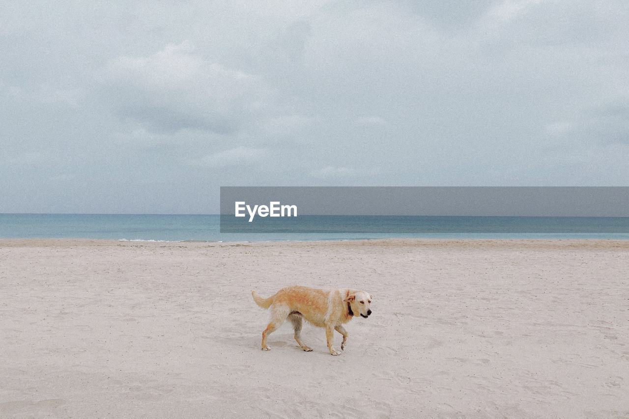 A dog wandering on the deserted beach