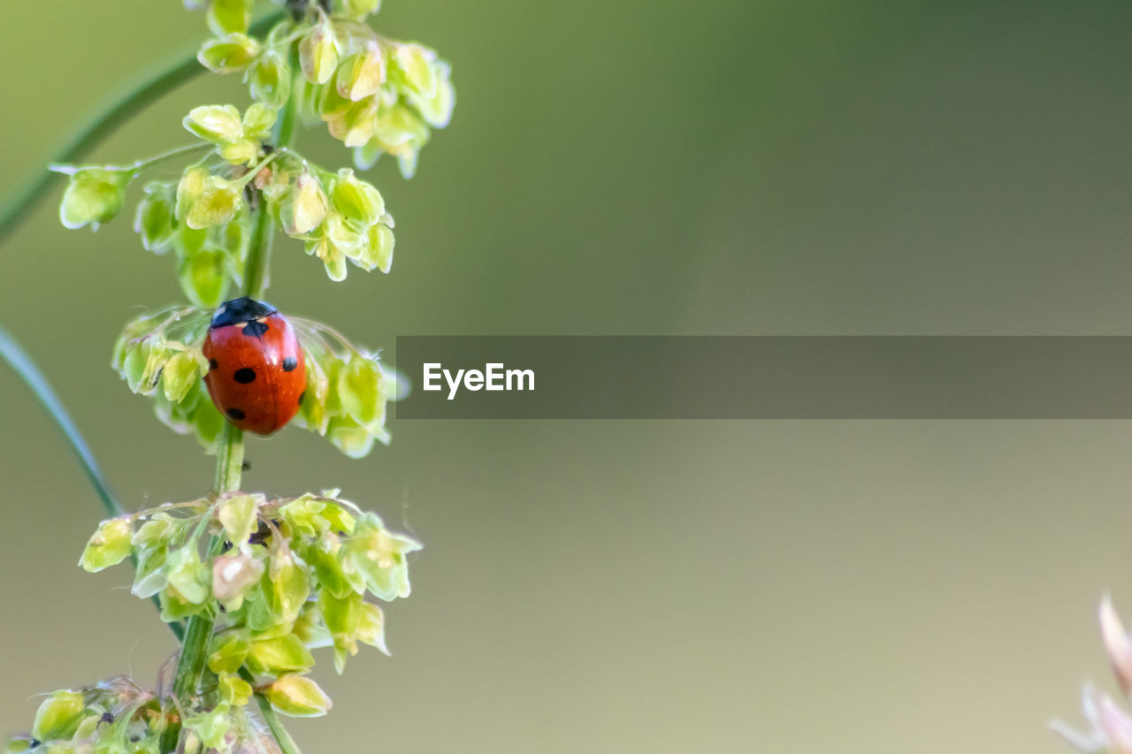 animal themes, animal, animal wildlife, plant, insect, beauty in nature, flower, nature, wildlife, branch, ladybug, one animal, beetle, flowering plant, green, macro photography, freshness, close-up, no people, fragility, focus on foreground, blossom, outdoors, yellow, tree, plant part, copy space, colored background, springtime, red, leaf, growth, petal, macro, environment, food, flower head, day, produce, eating, lap dog