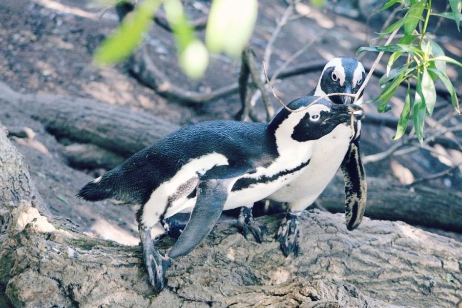 CLOSE-UP OF BIRD