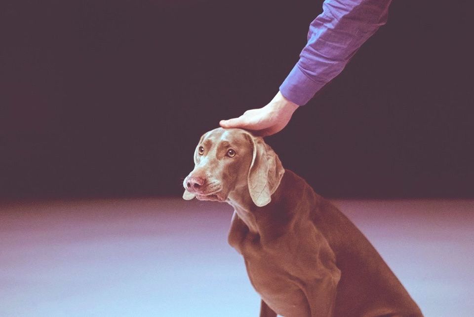 Cropped image of person touching dog