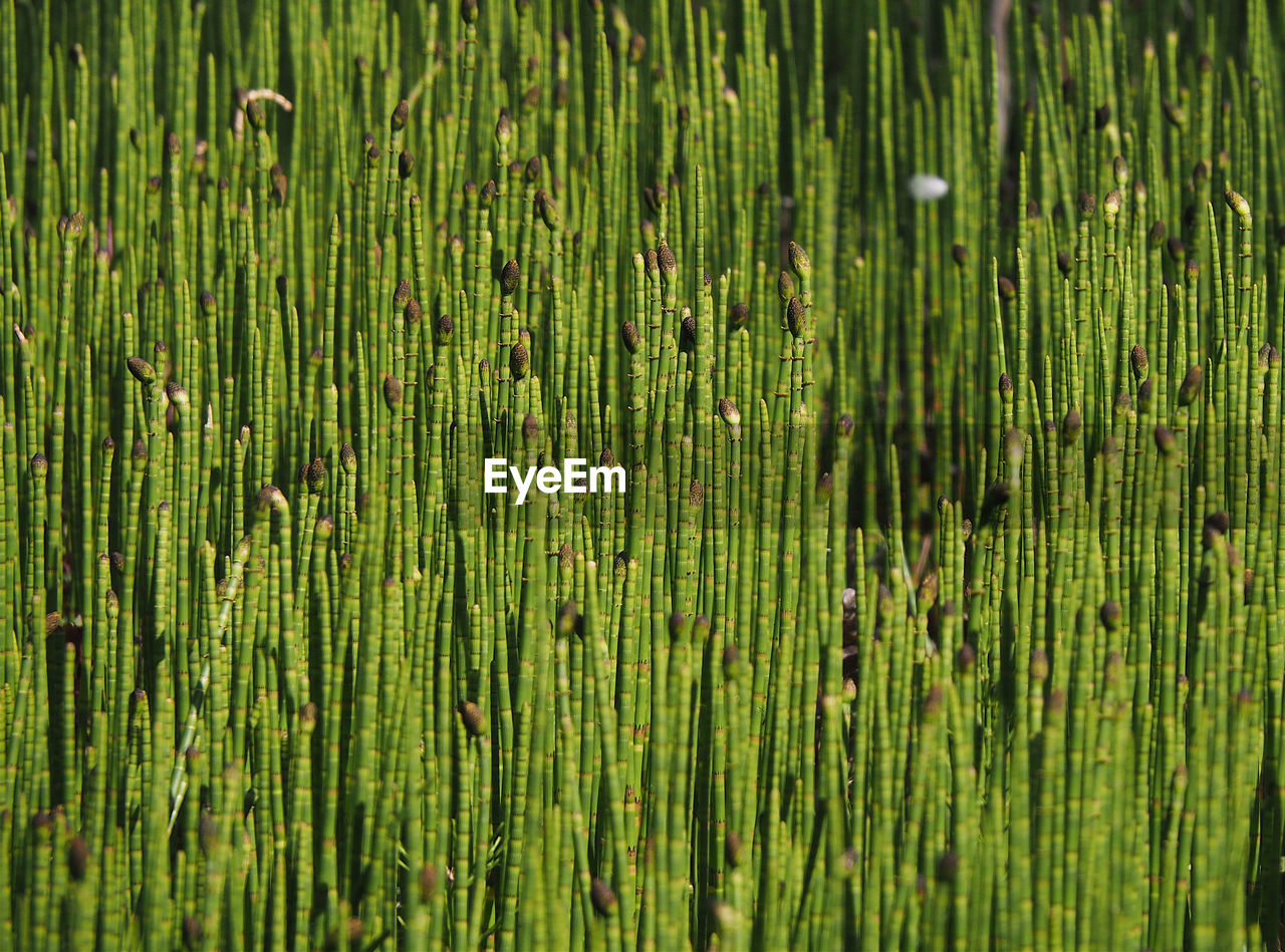 FULL FRAME SHOT OF GREEN PLANTS