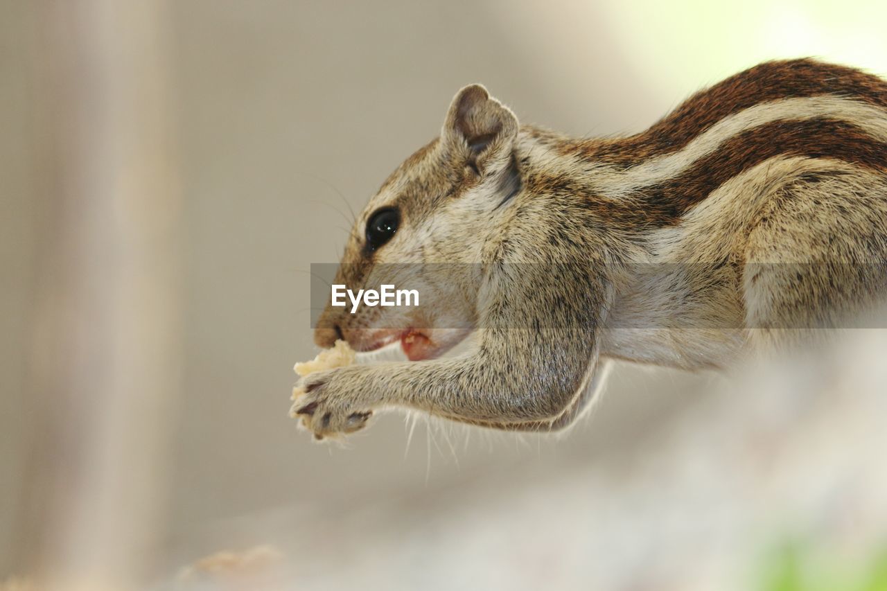 CLOSE-UP OF SQUIRREL EATING