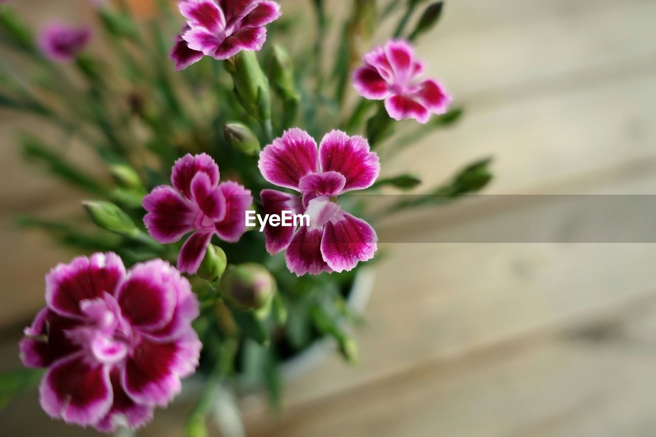 Close-up of pink flowers blooming at home