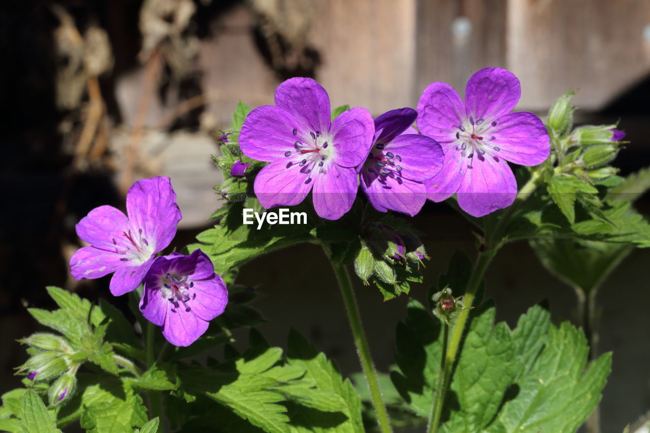 CLOSE-UP OF PURPLE FLOWERING PLANT