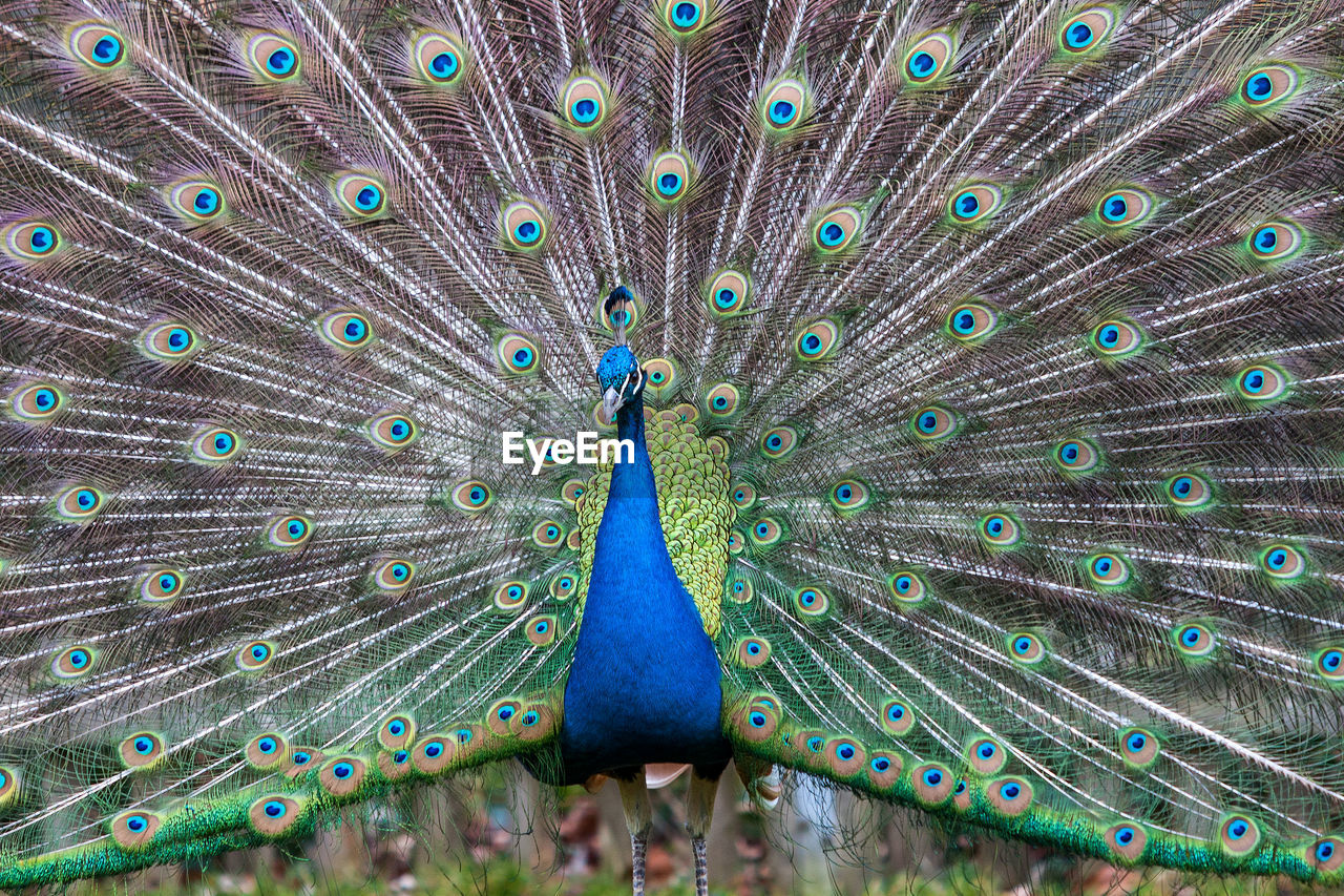 Close-up of peacock with fanned out on field