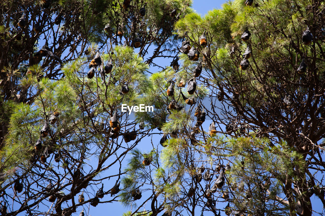 Low angle view of bats in trees in forest against sky