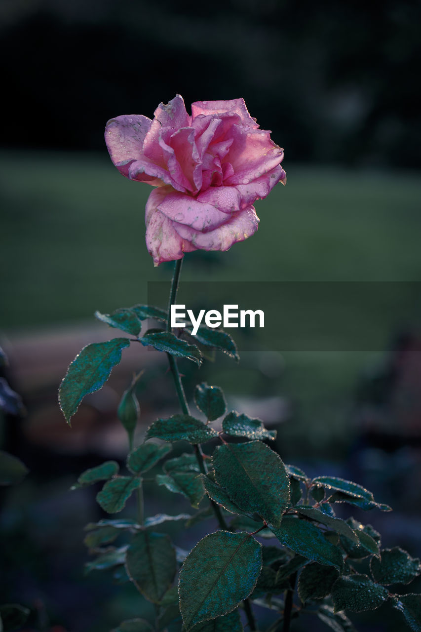 CLOSE-UP OF ROSE BUD