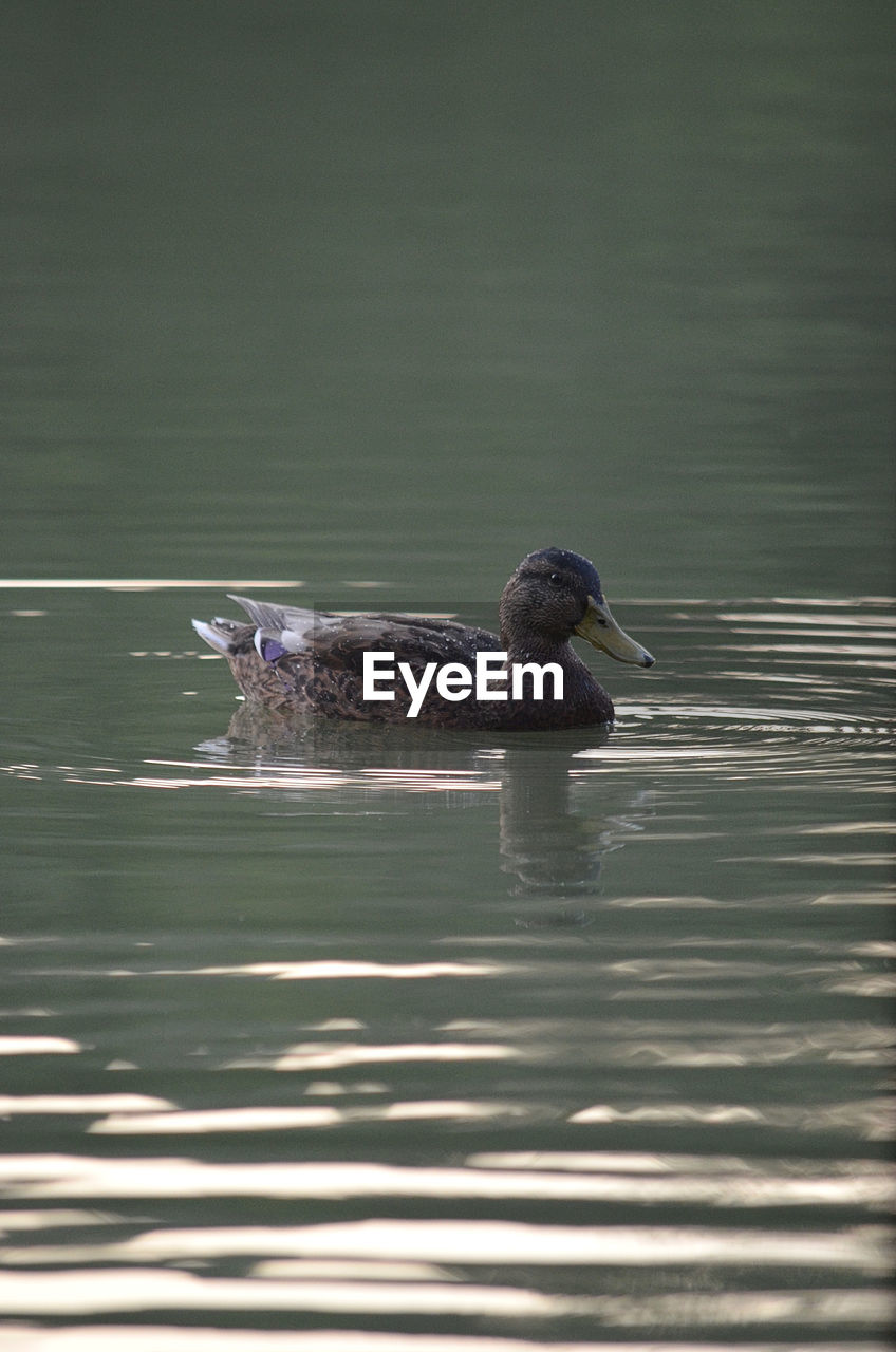 Duck swimming in a lake