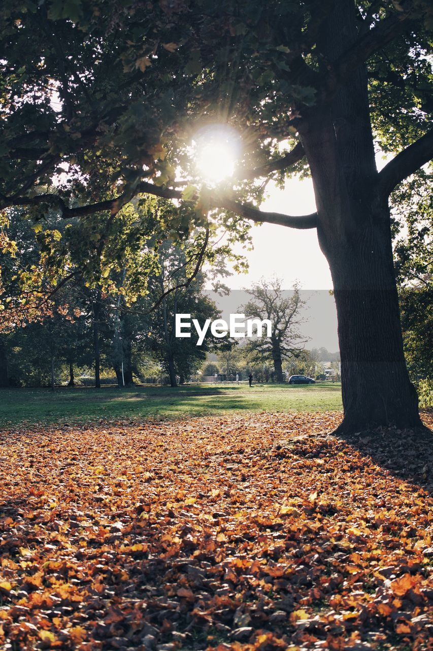 Sunlight falling on autumn leaves in park