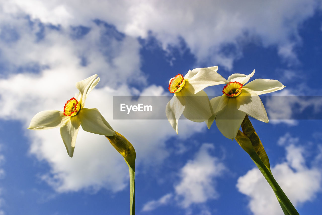 Pheasant's-eye daffodils flowers from below and a blue sky