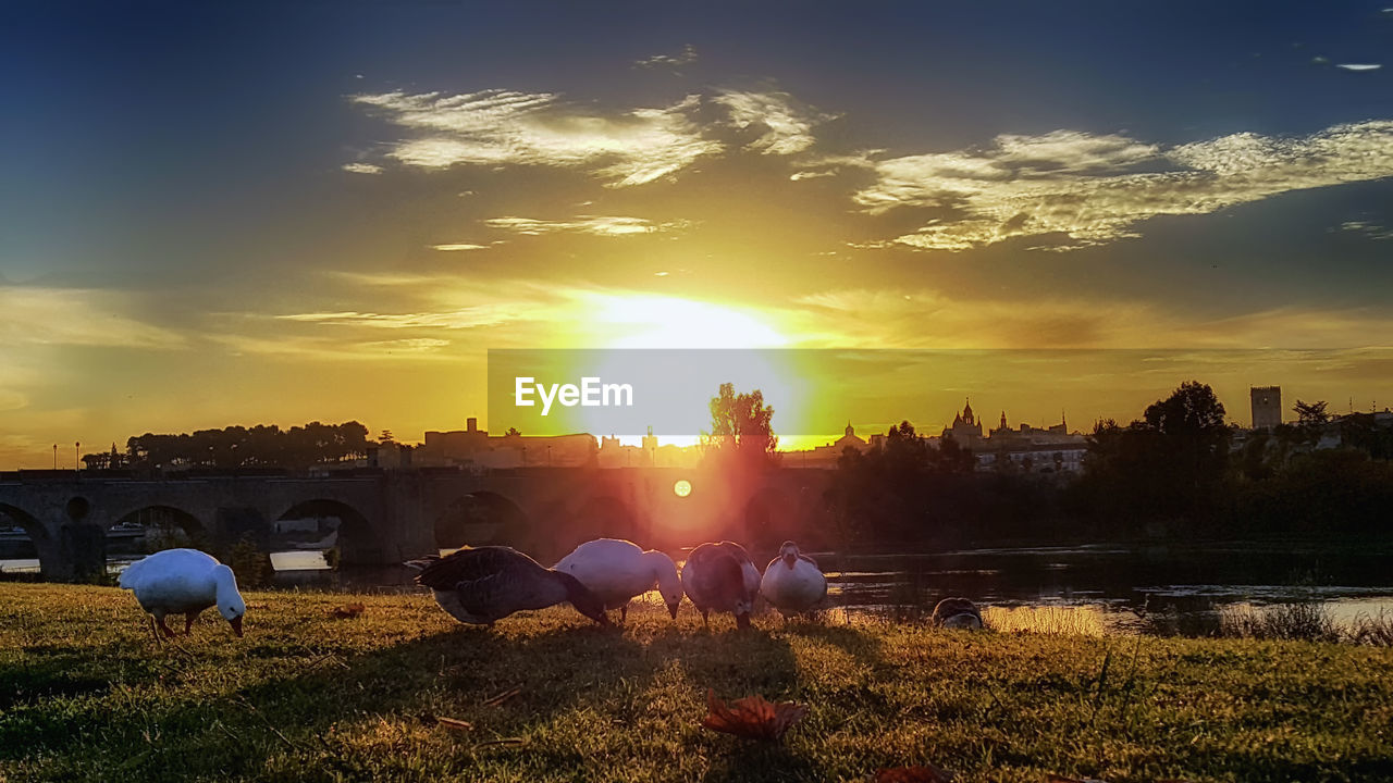 HORSES IN WATER AGAINST SKY