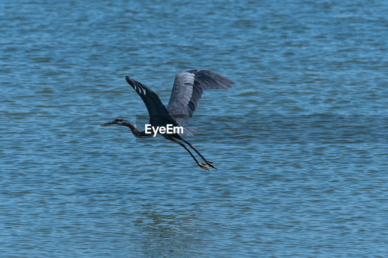 BIRD FLYING IN A SEA