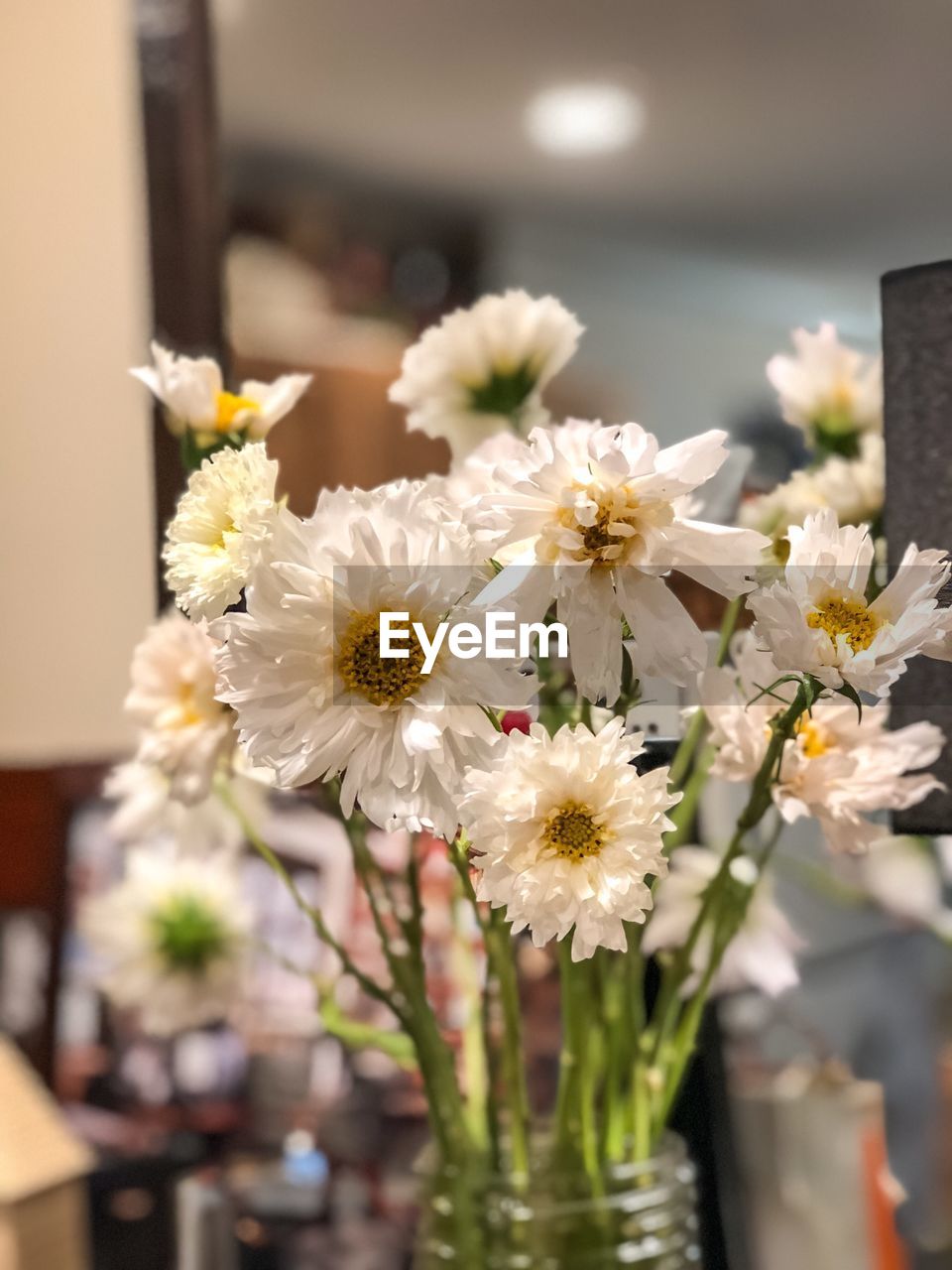 CLOSE-UP OF WHITE FLOWERS IN VASE
