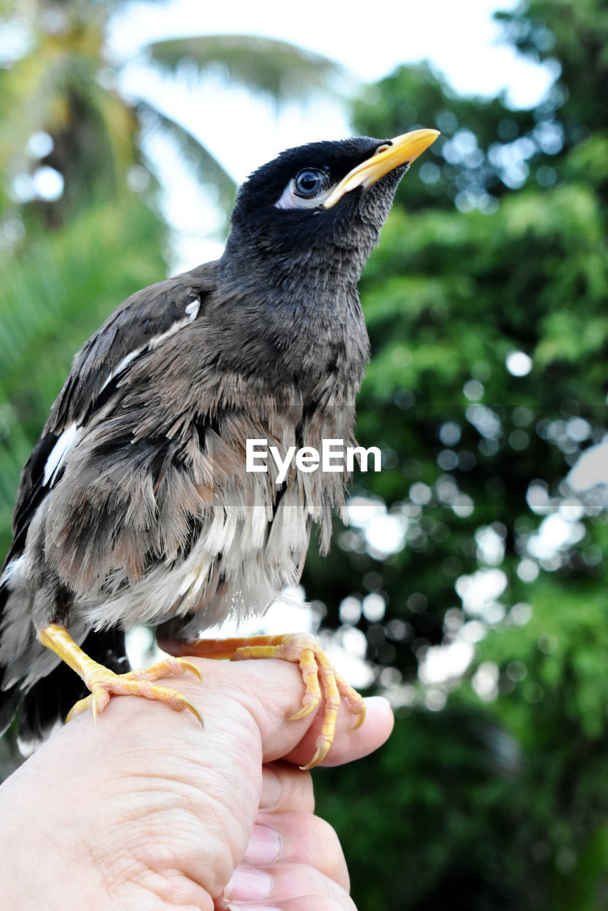 Close-up of hand feeding bird