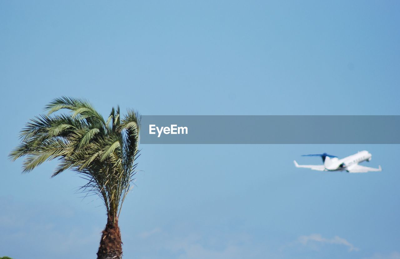 Low angle view of palm tree and airplane against clear sky