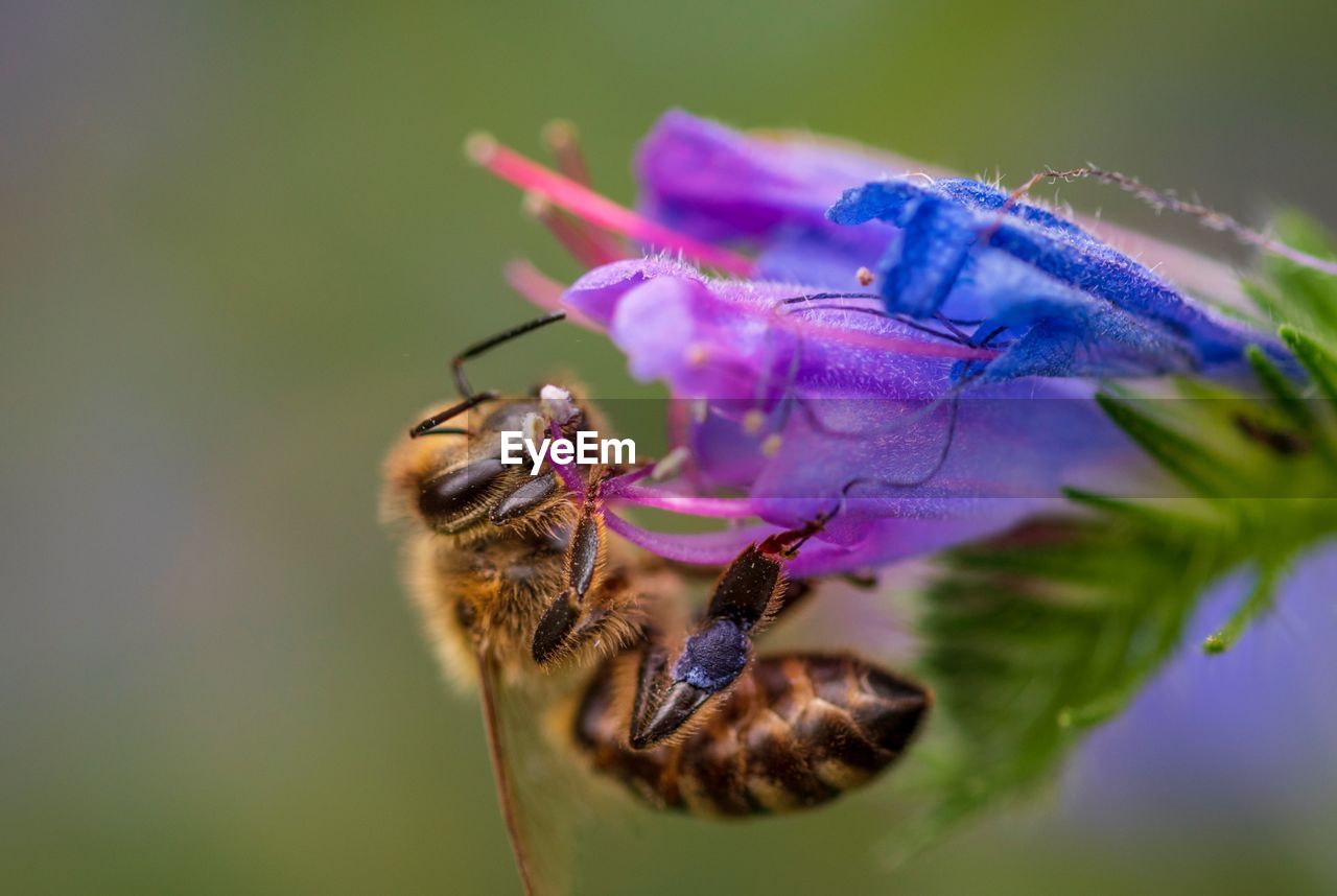 CLOSE-UP OF HONEY BEE ON PURPLE FLOWER