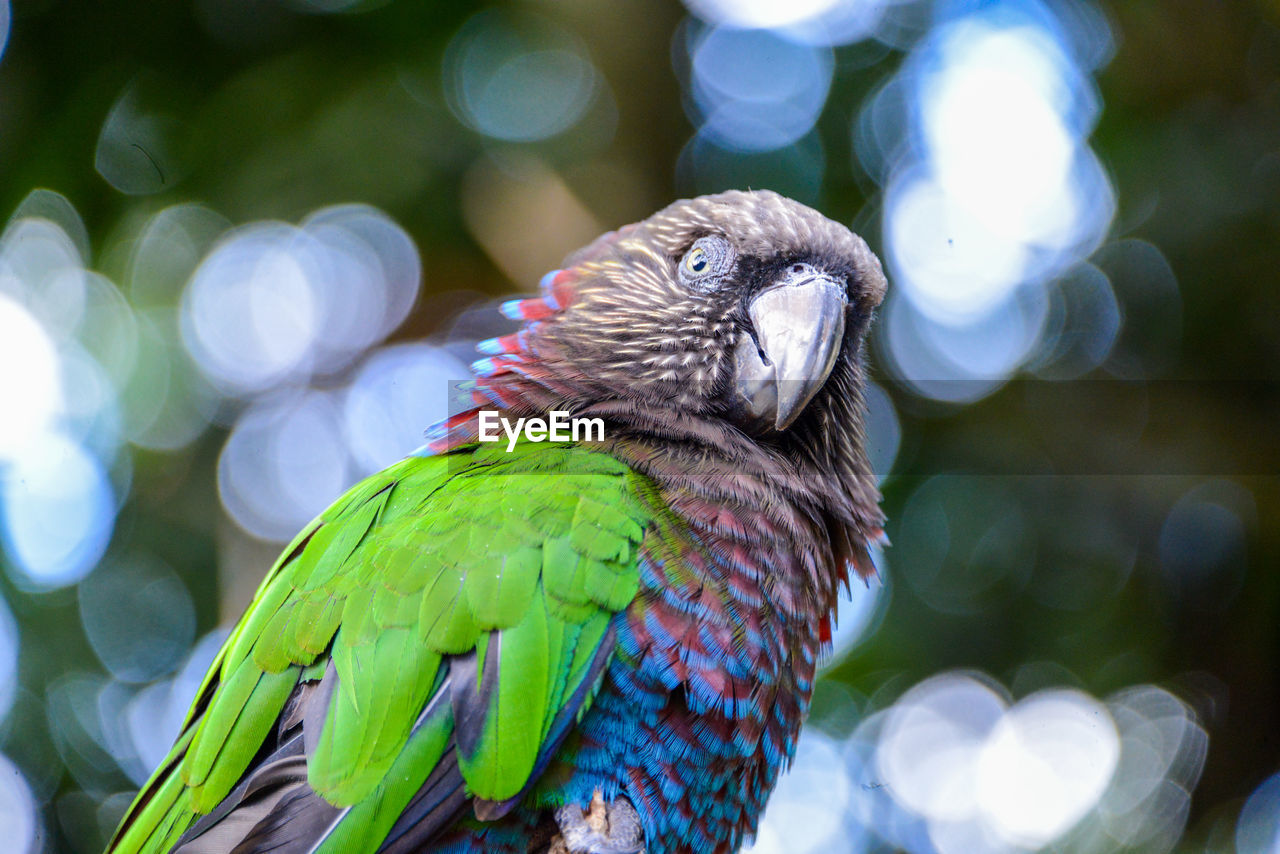 CLOSE-UP OF A BIRD PERCHING ON TREE