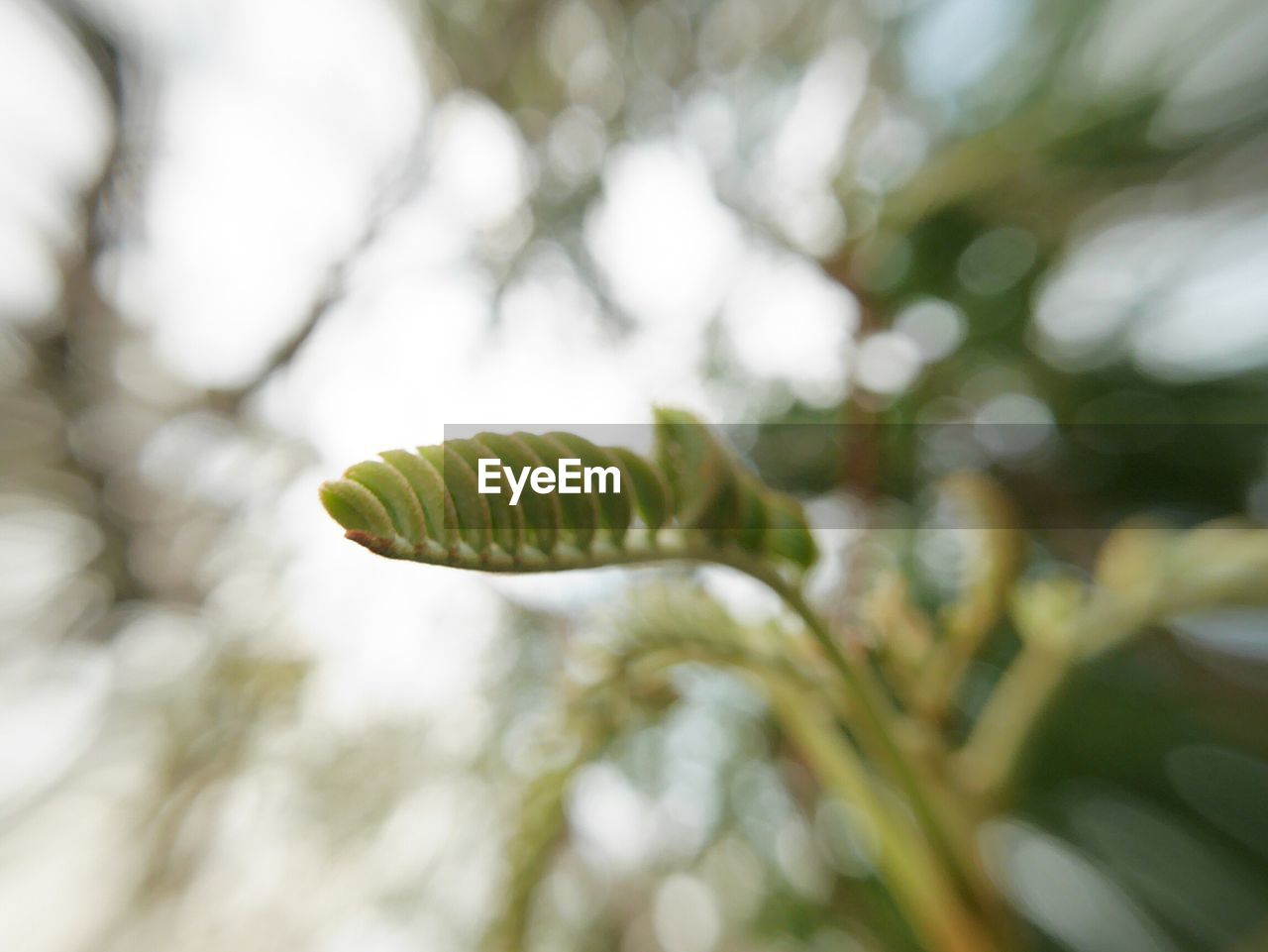 CLOSE-UP OF GREEN LEAF