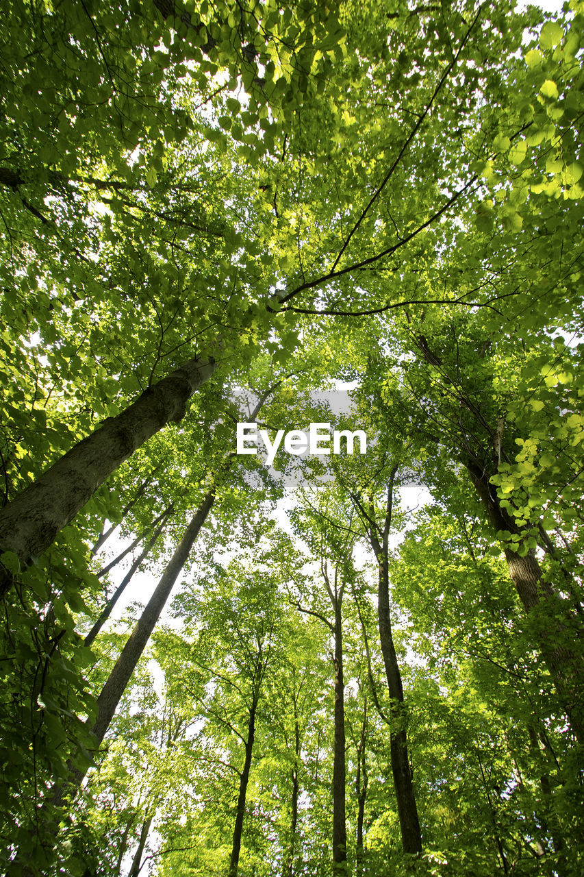 LOW ANGLE VIEW OF TREES IN FOREST