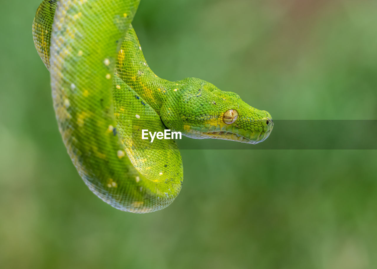 Close-up of green snake