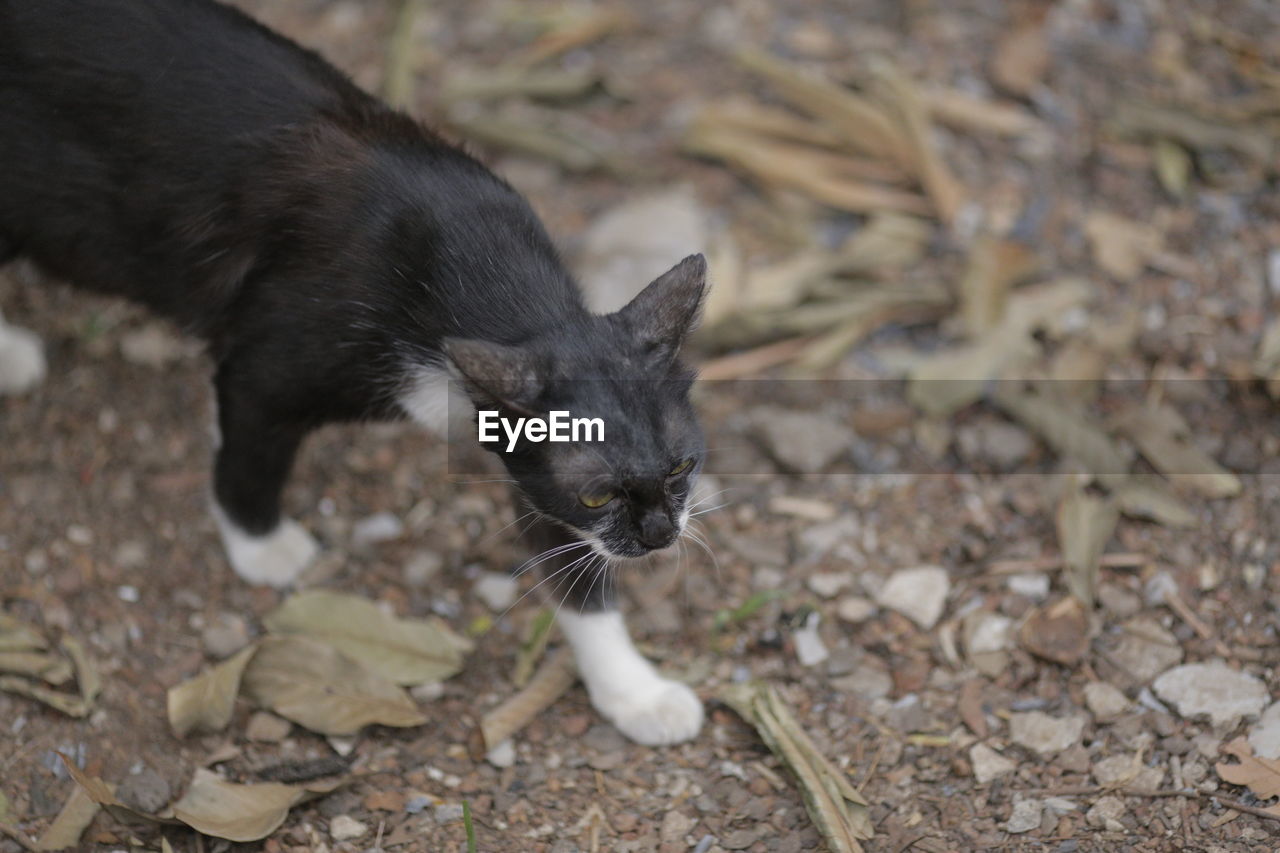 HIGH ANGLE VIEW OF A BLACK CAT ON FIELD