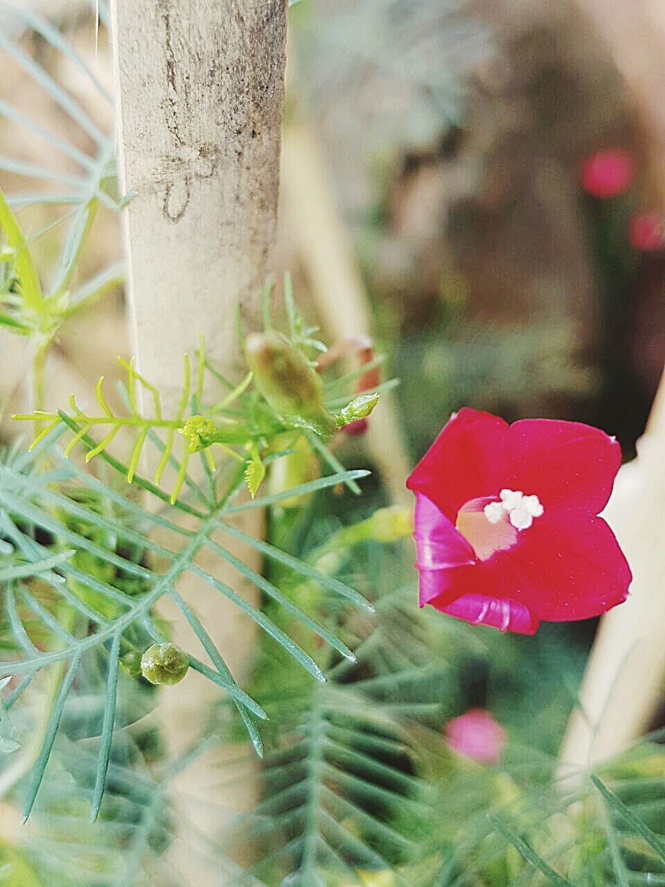 CLOSE-UP OF RED FLOWER AND PLANT
