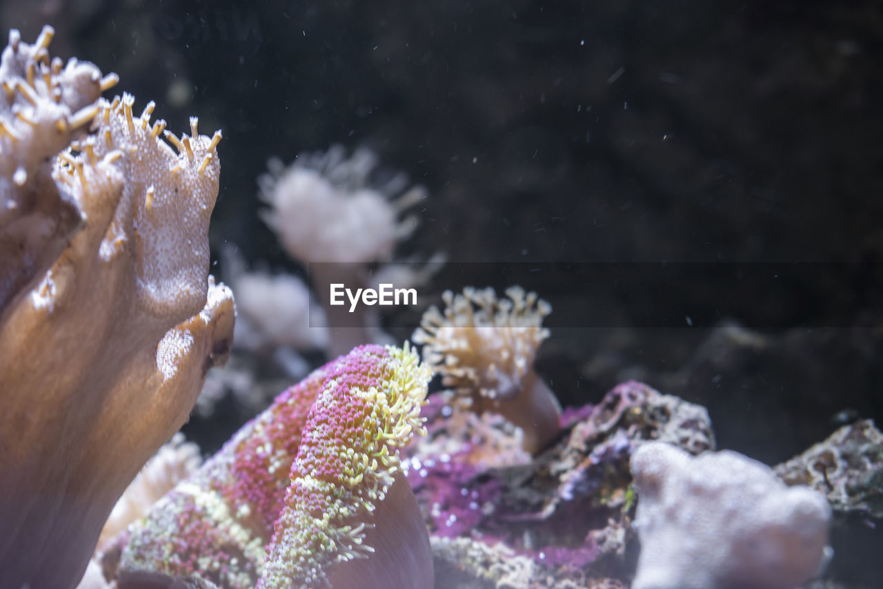 CLOSE-UP OF CORAL IN SEA WATER