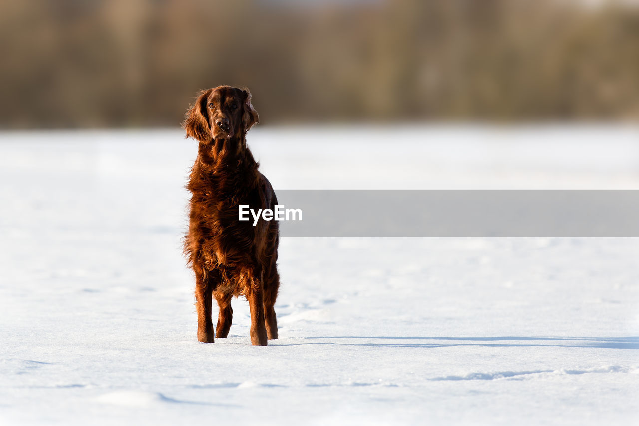 Portrait of a red irish setter standing in the snow looking at camera, sunlight