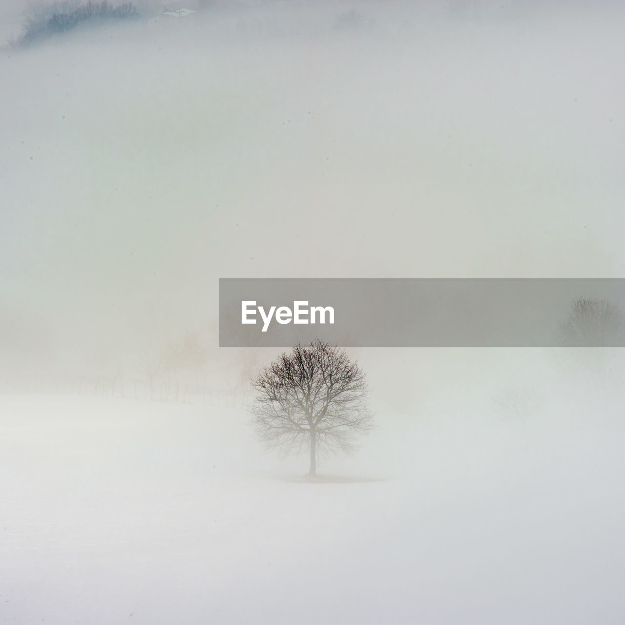 BARE TREES ON SNOW COVERED FIELD AGAINST SKY