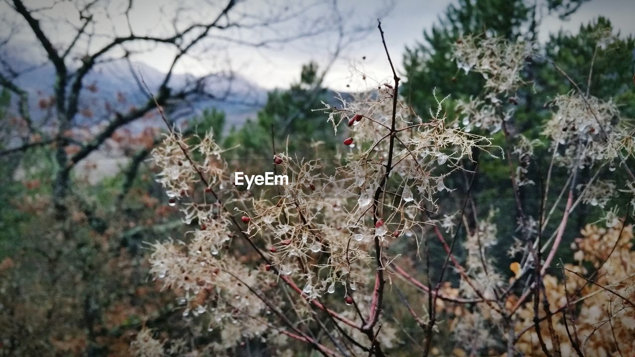 CLOSE-UP OF FLOWER TREE