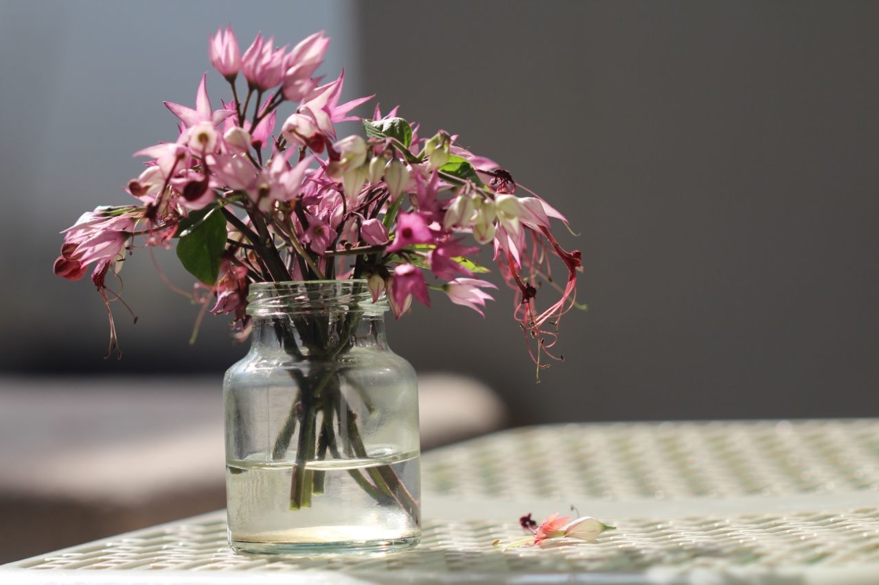 CLOSE-UP OF PINK FLOWERS IN VASE