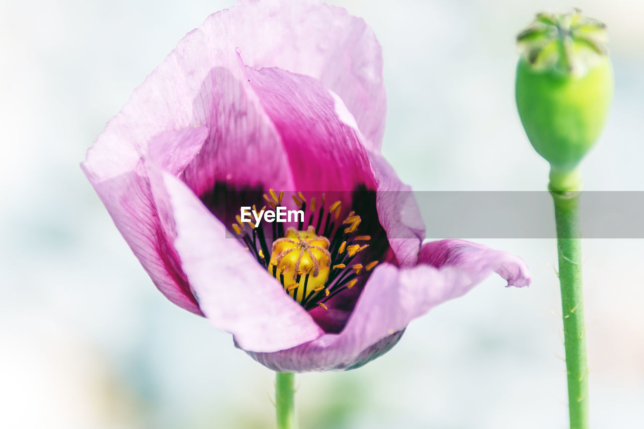 Flower and insect in macro Macro Insect Ladybug Flower Macrophotography Bees Butterfly Butterfly - Insect Macro Photography