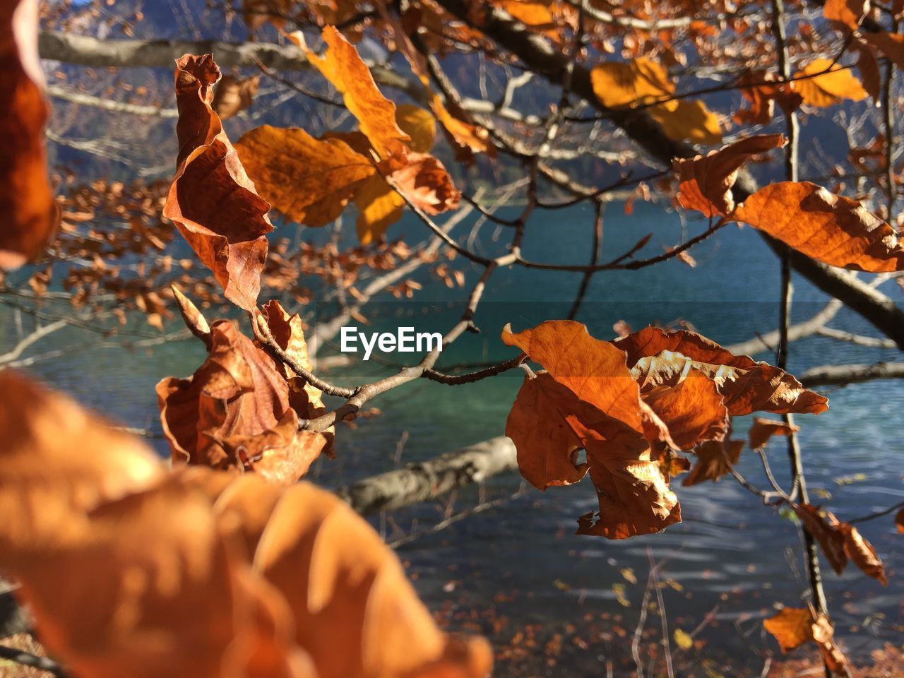 CLOSE-UP OF AUTUMN LEAVES ON TREE