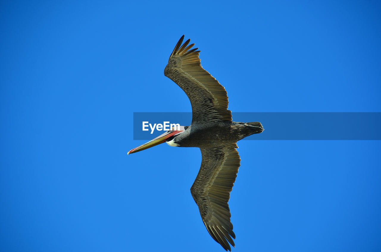 LOW ANGLE VIEW OF BIRD FLYING IN SKY