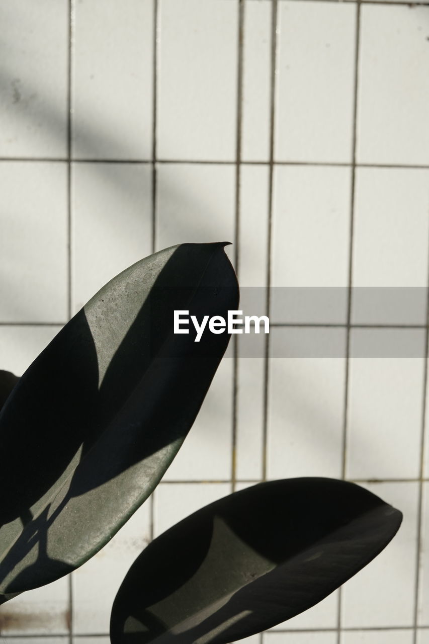 tile, black, flooring, white, tiled floor, indoors, no people, surfing equipment, bathroom, wing, shoe, close-up, pattern, automotive exterior