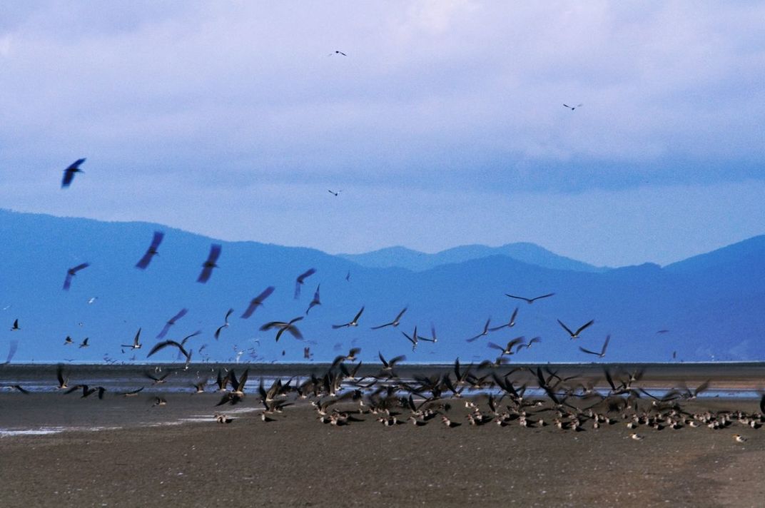 Birds flying on beach against mountain range
