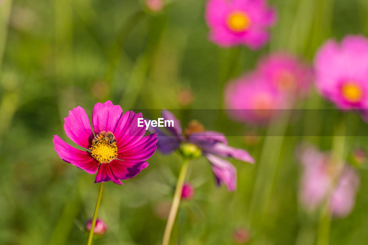 Close-up of pink cosmos flowers blooming outdoors