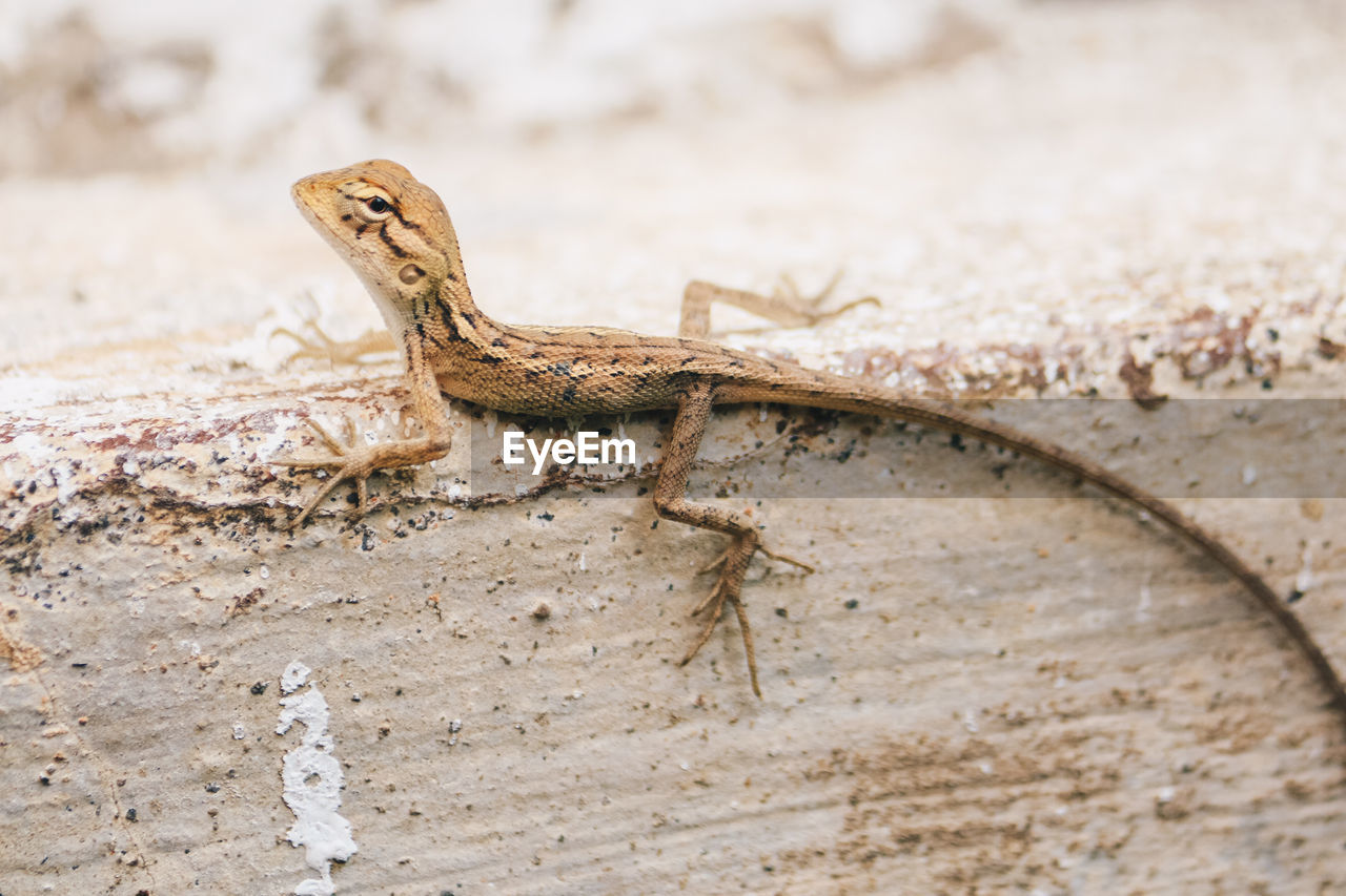 VIEW OF LIZARD ON LAND