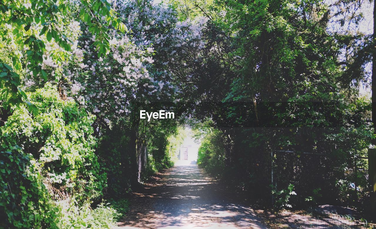 Trail amidst trees in forest