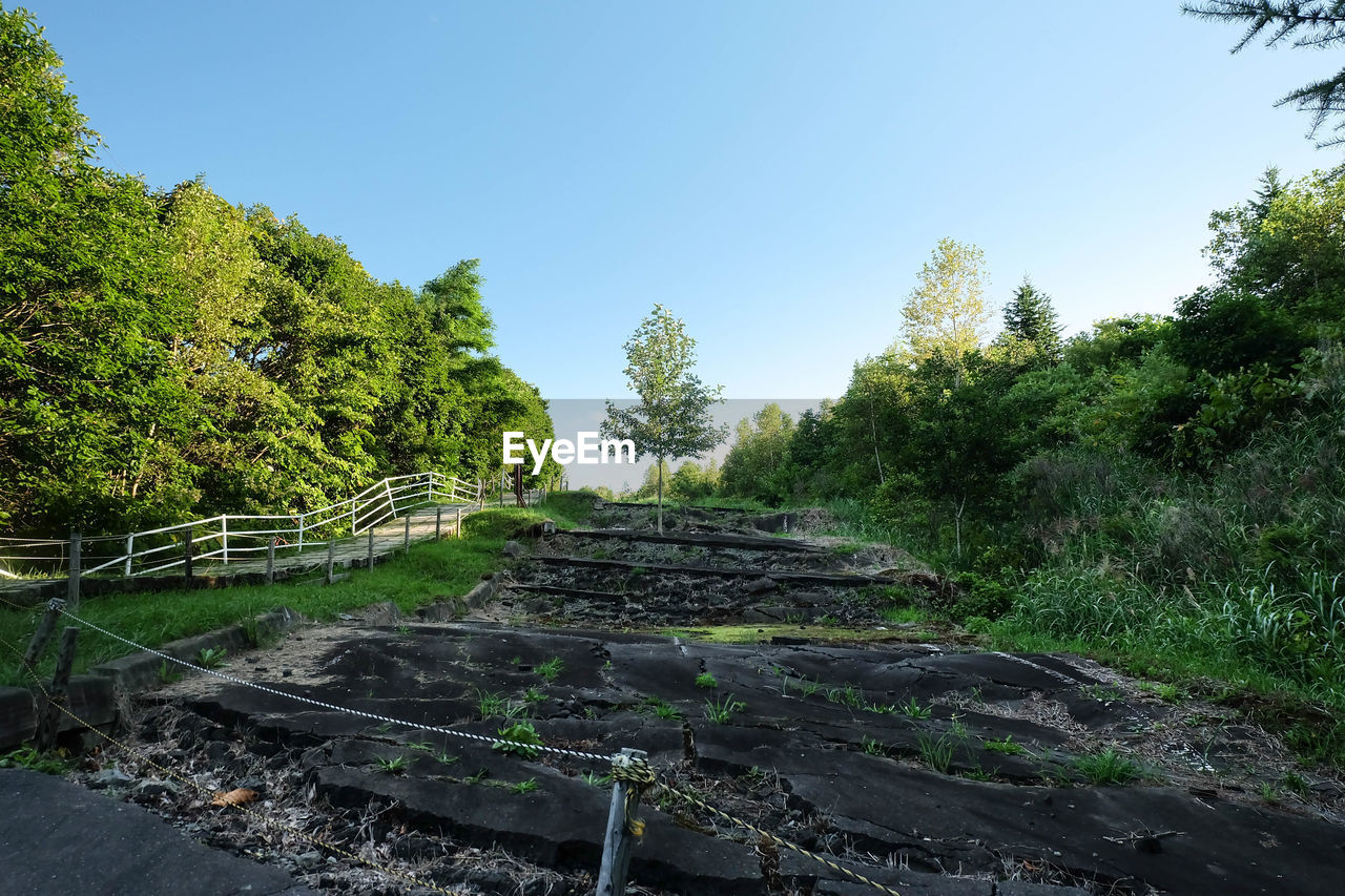 WALKWAY AMIDST TREES AND PLANTS AGAINST SKY