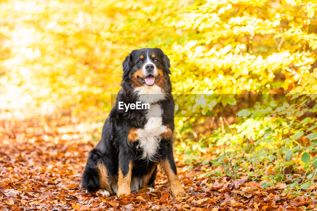 Sweet bernese mountain dog in autumn