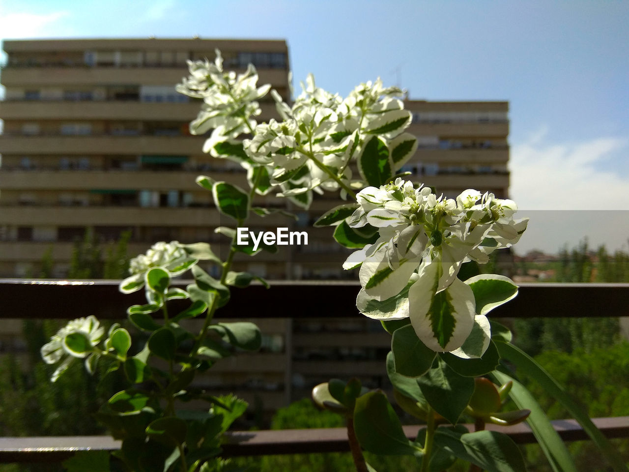 CLOSE-UP OF FLOWERING PLANT AGAINST WHITE WALL